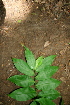  ( - BioBot00377)  @11 [ ] CreativeCommons - Attribution Non-Commercial Share-Alike (2010) Daniel H. Janzen Guanacaste Dry Forest Conservation Fund