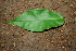  ( - BioBot00377)  @11 [ ] CreativeCommons - Attribution Non-Commercial Share-Alike (2010) Daniel H. Janzen Guanacaste Dry Forest Conservation Fund