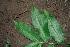  ( - BioBot00378)  @11 [ ] CreativeCommons - Attribution Non-Commercial Share-Alike (2010) Daniel H. Janzen Guanacaste Dry Forest Conservation Fund