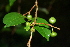  ( - BioBot00383)  @11 [ ] CreativeCommons - Attribution Non-Commercial Share-Alike (2010) Daniel H. Janzen Guanacaste Dry Forest Conservation Fund