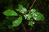  ( - BioBot00383)  @11 [ ] CreativeCommons - Attribution Non-Commercial Share-Alike (2010) Daniel H. Janzen Guanacaste Dry Forest Conservation Fund