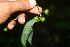  ( - BioBot00383)  @11 [ ] CreativeCommons - Attribution Non-Commercial Share-Alike (2010) Daniel H. Janzen Guanacaste Dry Forest Conservation Fund