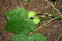  ( - BioBot00393)  @11 [ ] CreativeCommons - Attribution Non-Commercial Share-Alike (2010) Daniel H. Janzen Guanacaste Dry Forest Conservation Fund