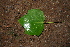  ( - BioBot00393)  @11 [ ] CreativeCommons - Attribution Non-Commercial Share-Alike (2010) Daniel H. Janzen Guanacaste Dry Forest Conservation Fund