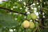  ( - BioBot00395)  @11 [ ] CreativeCommons - Attribution Non-Commercial Share-Alike (2010) Daniel H. Janzen Guanacaste Dry Forest Conservation Fund