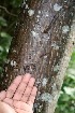  ( - BioBot00410)  @11 [ ] CreativeCommons - Attribution Non-Commercial Share-Alike (2010) Daniel H. Janzen Guanacaste Dry Forest Conservation Fund