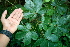  ( - BioBot00410)  @11 [ ] CreativeCommons - Attribution Non-Commercial Share-Alike (2010) Daniel H. Janzen Guanacaste Dry Forest Conservation Fund