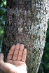  ( - BioBot00411)  @11 [ ] CreativeCommons - Attribution Non-Commercial Share-Alike (2010) Daniel H. Janzen Guanacaste Dry Forest Conservation Fund