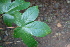  ( - BioBot00411)  @11 [ ] CreativeCommons - Attribution Non-Commercial Share-Alike (2010) Daniel H. Janzen Guanacaste Dry Forest Conservation Fund