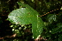  ( - BioBot00411)  @11 [ ] CreativeCommons - Attribution Non-Commercial Share-Alike (2010) Daniel H. Janzen Guanacaste Dry Forest Conservation Fund