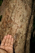  ( - BioBot00427)  @11 [ ] CreativeCommons - Attribution Non-Commercial Share-Alike (2010) Daniel H. Janzen Guanacaste Dry Forest Conservation Fund