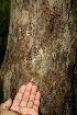  ( - BioBot00428)  @11 [ ] CreativeCommons - Attribution Non-Commercial Share-Alike (2010) Daniel H. Janzen Guanacaste Dry Forest Conservation Fund