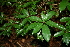  ( - BioBot00428)  @11 [ ] CreativeCommons - Attribution Non-Commercial Share-Alike (2010) Daniel H. Janzen Guanacaste Dry Forest Conservation Fund