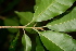  ( - BioBot00428)  @11 [ ] CreativeCommons - Attribution Non-Commercial Share-Alike (2010) Daniel H. Janzen Guanacaste Dry Forest Conservation Fund