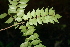  ( - BioBot00456)  @11 [ ] CreativeCommons - Attribution Non-Commercial Share-Alike (2010) Daniel H. Janzen Guanacaste Dry Forest Conservation Fund