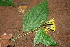  (Lasianthaea fruticosa - BioBot00461)  @11 [ ] CreativeCommons - Attribution Non-Commercial Share-Alike (2010) Daniel H. Janzen Guanacaste Dry Forest Conservation Fund