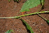  ( - BioBot00461)  @11 [ ] CreativeCommons - Attribution Non-Commercial Share-Alike (2010) Daniel H. Janzen Guanacaste Dry Forest Conservation Fund
