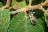  ( - BioBot00467)  @11 [ ] CreativeCommons - Attribution Non-Commercial Share-Alike (2010) Daniel H. Janzen Guanacaste Dry Forest Conservation Fund