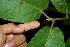  ( - BioBot00468)  @11 [ ] CreativeCommons - Attribution Non-Commercial Share-Alike (2010) Daniel H. Janzen Guanacaste Dry Forest Conservation Fund