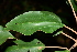  ( - BioBot00470)  @11 [ ] CreativeCommons - Attribution Non-Commercial Share-Alike (2010) Daniel H. Janzen Guanacaste Dry Forest Conservation Fund