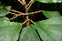  ( - BioBot00471)  @11 [ ] CreativeCommons - Attribution Non-Commercial Share-Alike (2010) Daniel H. Janzen Guanacaste Dry Forest Conservation Fund