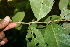  (Quercus oleoides - BioBot00476)  @11 [ ] CreativeCommons - Attribution Non-Commercial Share-Alike (2010) Daniel H. Janzen Guanacaste Dry Forest Conservation Fund