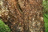  ( - BioBot00485)  @11 [ ] CreativeCommons - Attribution Non-Commercial Share-Alike (2010) Daniel H. Janzen Guanacaste Dry Forest Conservation Fund