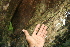  ( - BioBot00485)  @11 [ ] CreativeCommons - Attribution Non-Commercial Share-Alike (2010) Daniel H. Janzen Guanacaste Dry Forest Conservation Fund