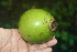  ( - BioBot00485)  @11 [ ] CreativeCommons - Attribution Non-Commercial Share-Alike (2010) Daniel H. Janzen Guanacaste Dry Forest Conservation Fund