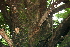  ( - BioBot00485)  @11 [ ] CreativeCommons - Attribution Non-Commercial Share-Alike (2010) Daniel H. Janzen Guanacaste Dry Forest Conservation Fund