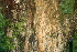  ( - BioBot00486)  @11 [ ] CreativeCommons - Attribution Non-Commercial Share-Alike (2010) Daniel H. Janzen Guanacaste Dry Forest Conservation Fund