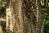  ( - BioBot00487)  @11 [ ] CreativeCommons - Attribution Non-Commercial Share-Alike (2010) Daniel H. Janzen Guanacaste Dry Forest Conservation Fund