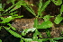  ( - BioBot00487)  @11 [ ] CreativeCommons - Attribution Non-Commercial Share-Alike (2010) Daniel H. Janzen Guanacaste Dry Forest Conservation Fund