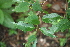  ( - BioBot00496)  @11 [ ] CreativeCommons - Attribution Non-Commercial Share-Alike (2010) Daniel H. Janzen Guanacaste Dry Forest Conservation Fund