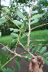  ( - BioBot00501)  @11 [ ] CreativeCommons - Attribution Non-Commercial Share-Alike (2010) Daniel H. Janzen Guanacaste Dry Forest Conservation Fund