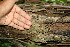  ( - BioBot00502)  @11 [ ] CreativeCommons - Attribution Non-Commercial Share-Alike (2010) Daniel H. Janzen Guanacaste Dry Forest Conservation Fund