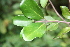  ( - BioBot00502)  @11 [ ] CreativeCommons - Attribution Non-Commercial Share-Alike (2010) Daniel H. Janzen Guanacaste Dry Forest Conservation Fund