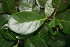  ( - BioBot00504)  @11 [ ] CreativeCommons - Attribution Non-Commercial Share-Alike (2010) Daniel H. Janzen Guanacaste Dry Forest Conservation Fund