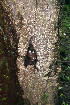  ( - BioBot00509)  @11 [ ] CreativeCommons - Attribution Non-Commercial Share-Alike (2010) Daniel H. Janzen Guanacaste Dry Forest Conservation Fund