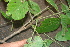  ( - BioBot00510)  @11 [ ] CreativeCommons - Attribution Non-Commercial Share-Alike (2010) Daniel H. Janzen Guanacaste Dry Forest Conservation Fund