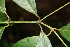  ( - BioBot00521)  @11 [ ] CreativeCommons - Attribution Non-Commercial Share-Alike (2010) Daniel H. Janzen Guanacaste Dry Forest Conservation Fund