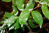  (Hymenaea courbaril - BioBot00530)  @11 [ ] CreativeCommons - Attribution Non-Commercial Share-Alike (2010) Daniel H. Janzen Guanacaste Dry Forest Conservation Fund