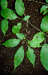  ( - BioBot00538)  @11 [ ] CreativeCommons - Attribution Non-Commercial Share-Alike (2010) Daniel H. Janzen Guanacaste Dry Forest Conservation Fund