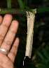  ( - BioBot00547)  @11 [ ] CreativeCommons - Attribution Non-Commercial Share-Alike (2010) Daniel H. Janzen Guanacaste Dry Forest Conservation Fund