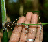  ( - BioBot00547)  @11 [ ] CreativeCommons - Attribution Non-Commercial Share-Alike (2010) Daniel H. Janzen Guanacaste Dry Forest Conservation Fund