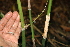  ( - BioBot00549)  @11 [ ] CreativeCommons - Attribution Non-Commercial Share-Alike (2010) Daniel H. Janzen Guanacaste Dry Forest Conservation Fund