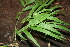  ( - BioBot00549)  @11 [ ] CreativeCommons - Attribution Non-Commercial Share-Alike (2010) Daniel H. Janzen Guanacaste Dry Forest Conservation Fund