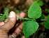  ( - BioBot00551)  @11 [ ] CreativeCommons - Attribution Non-Commercial Share-Alike (2010) Daniel H. Janzen Guanacaste Dry Forest Conservation Fund