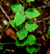  ( - BioBot00551)  @11 [ ] CreativeCommons - Attribution Non-Commercial Share-Alike (2010) Daniel H. Janzen Guanacaste Dry Forest Conservation Fund