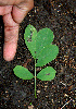  ( - BioBot00565)  @11 [ ] CreativeCommons - Attribution Non-Commercial Share-Alike (2010) Daniel H. Janzen Guanacaste Dry Forest Conservation Fund